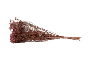 dried-broom-bloom-20.