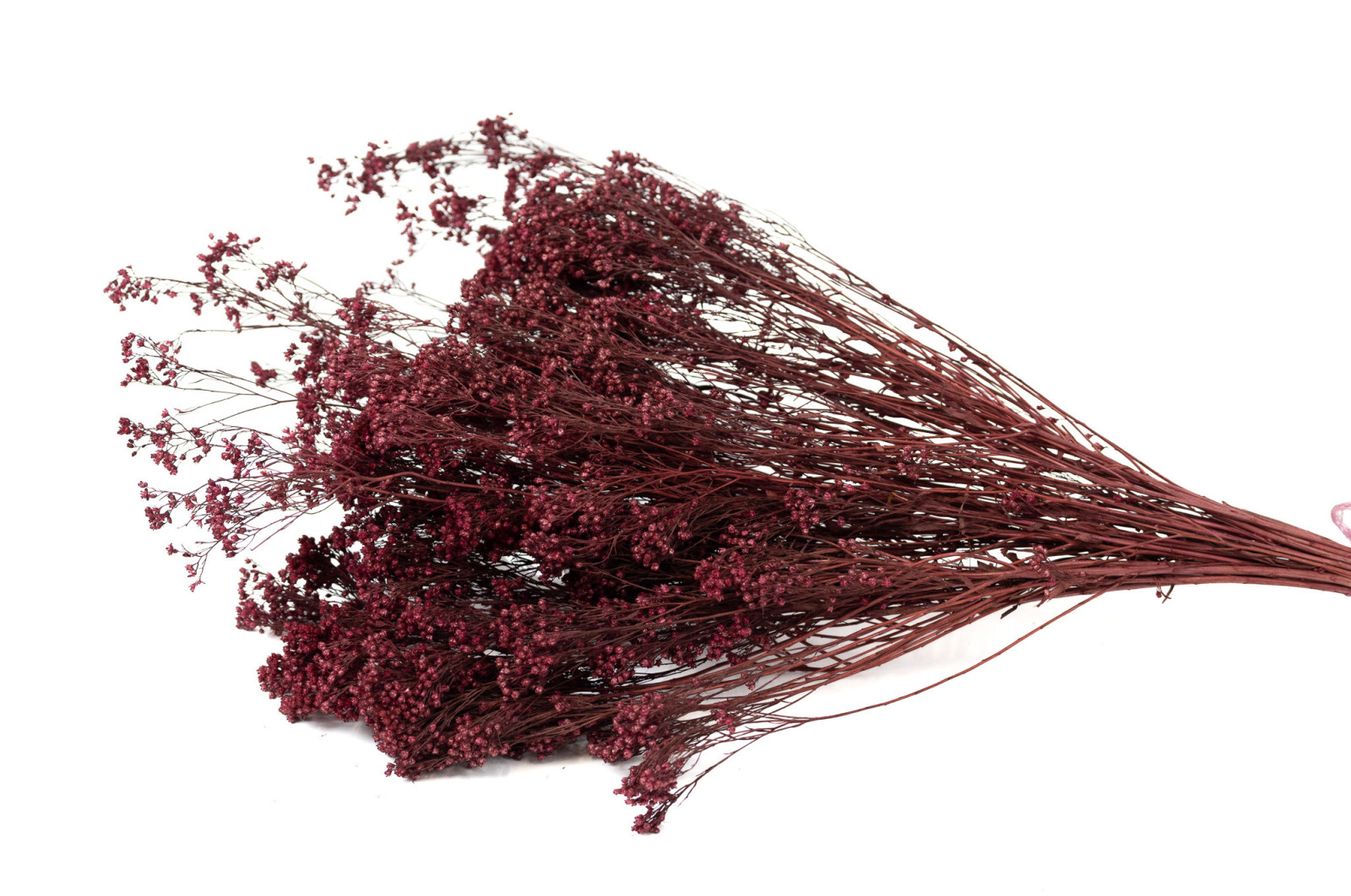 dried-broom-bloom-20