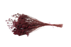 dried-broom-bloom-20.