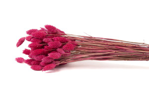 trockenes-phalaris-20.