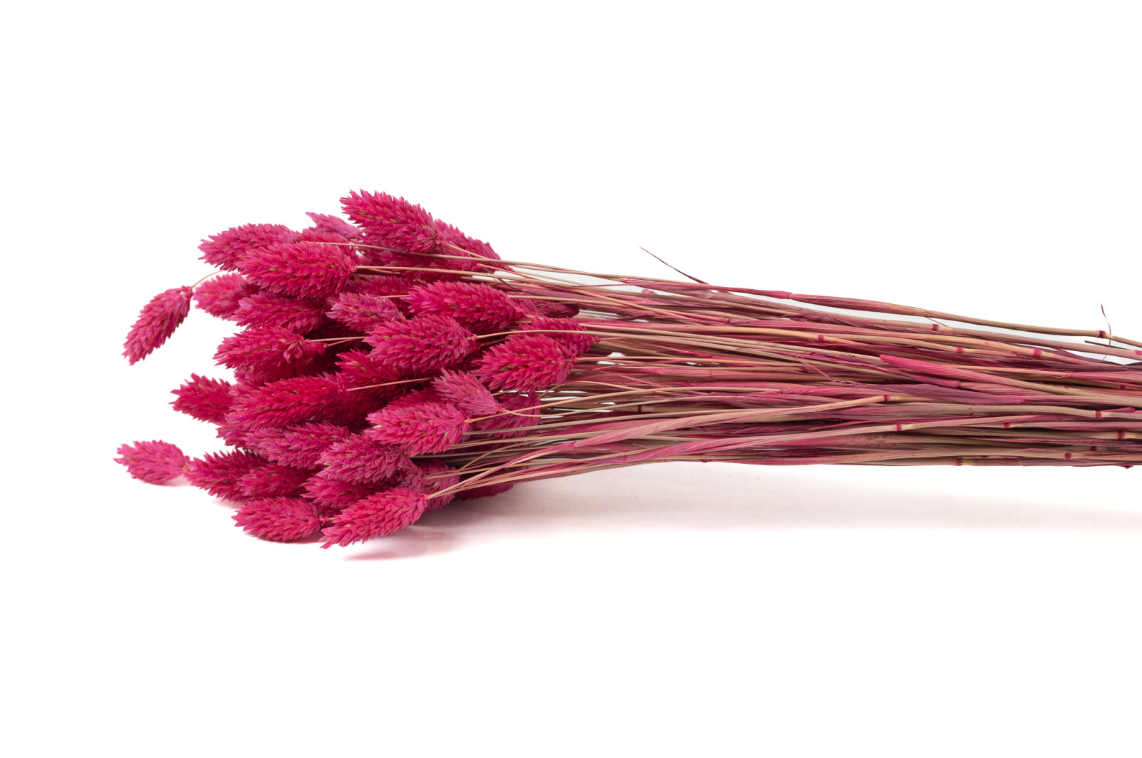 trockenes-phalaris-20