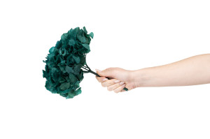 hortensia-stabilise-14.