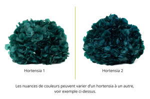 preserved-hydrangea-14.