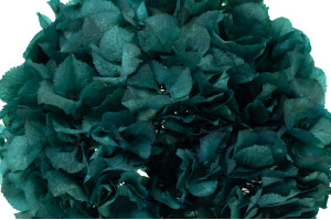 hortensia-stabilise-14.