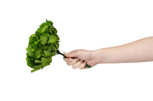 hortensia-stabilise-14.