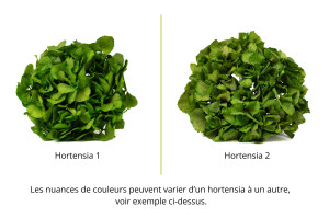hortensia-stabilise-14.