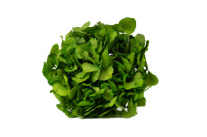 preserved-hydrangea-14.