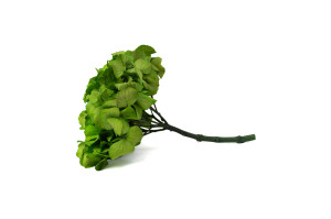 hortensia-stabilise-14.