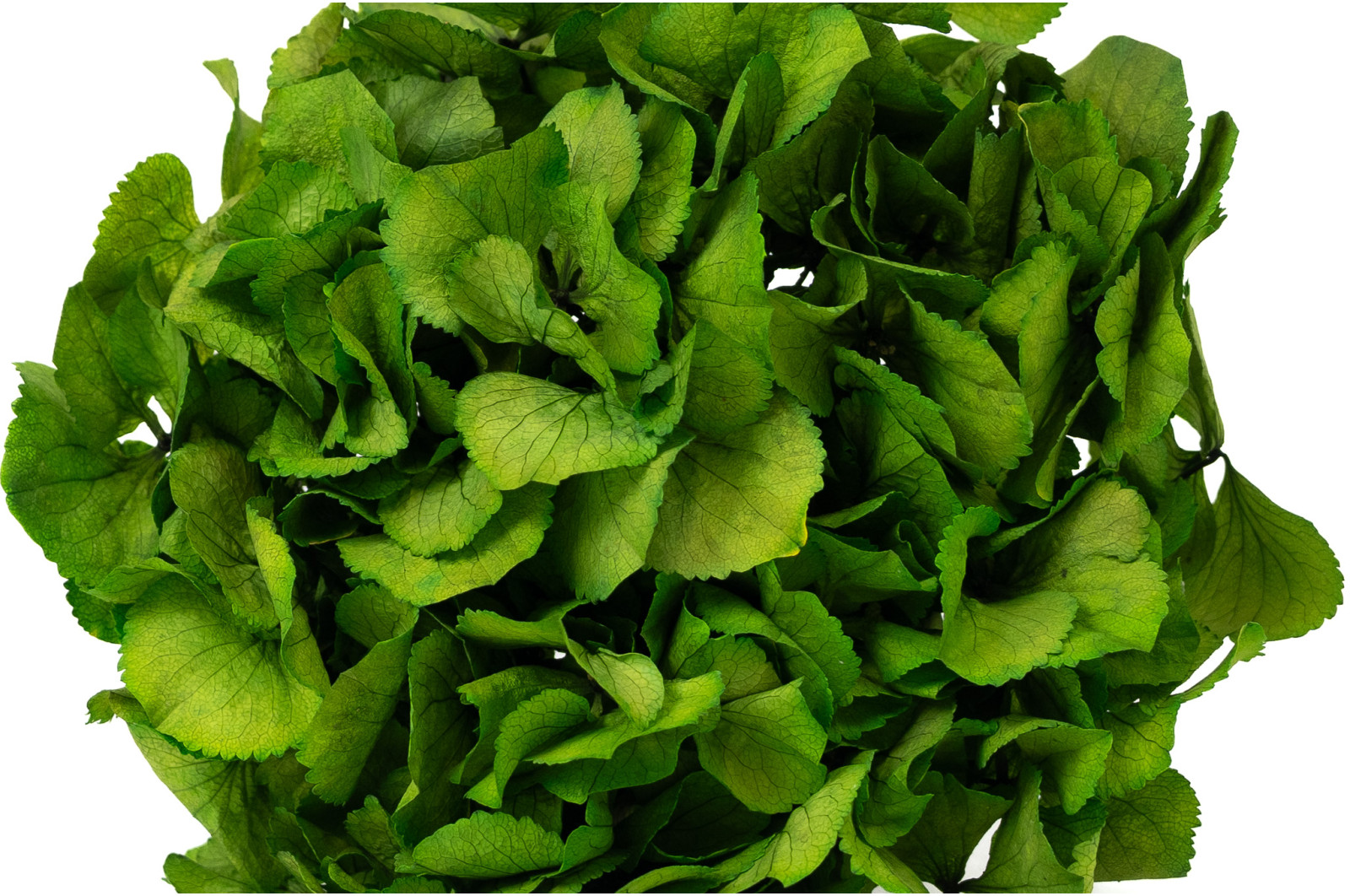 hortensia-stabilise-14