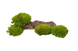 preserved-moss-from-provence-5-cn.