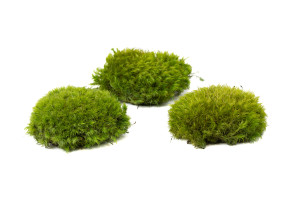 preserved-moss-from-provence-5-cn.