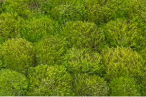 preserved-moss-from-provence-5-cn.