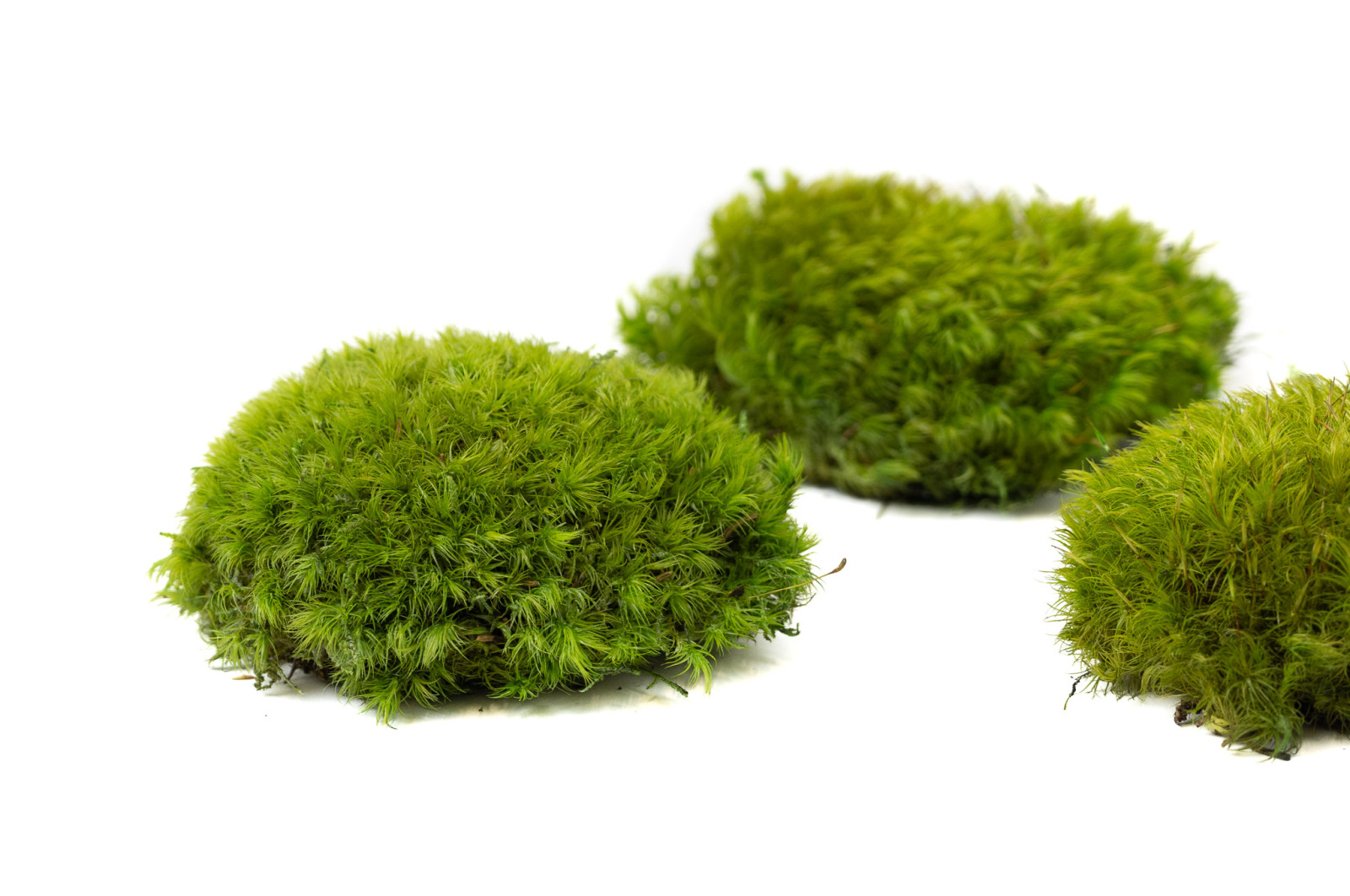 preserved-moss-from-provence-5-cn