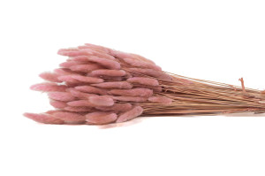 trockenes-lagurus-20.