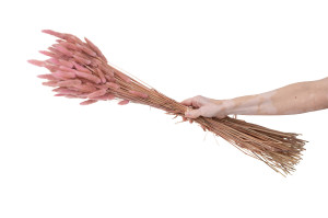 trockenes-lagurus-20.