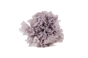 preserved-carnation-14