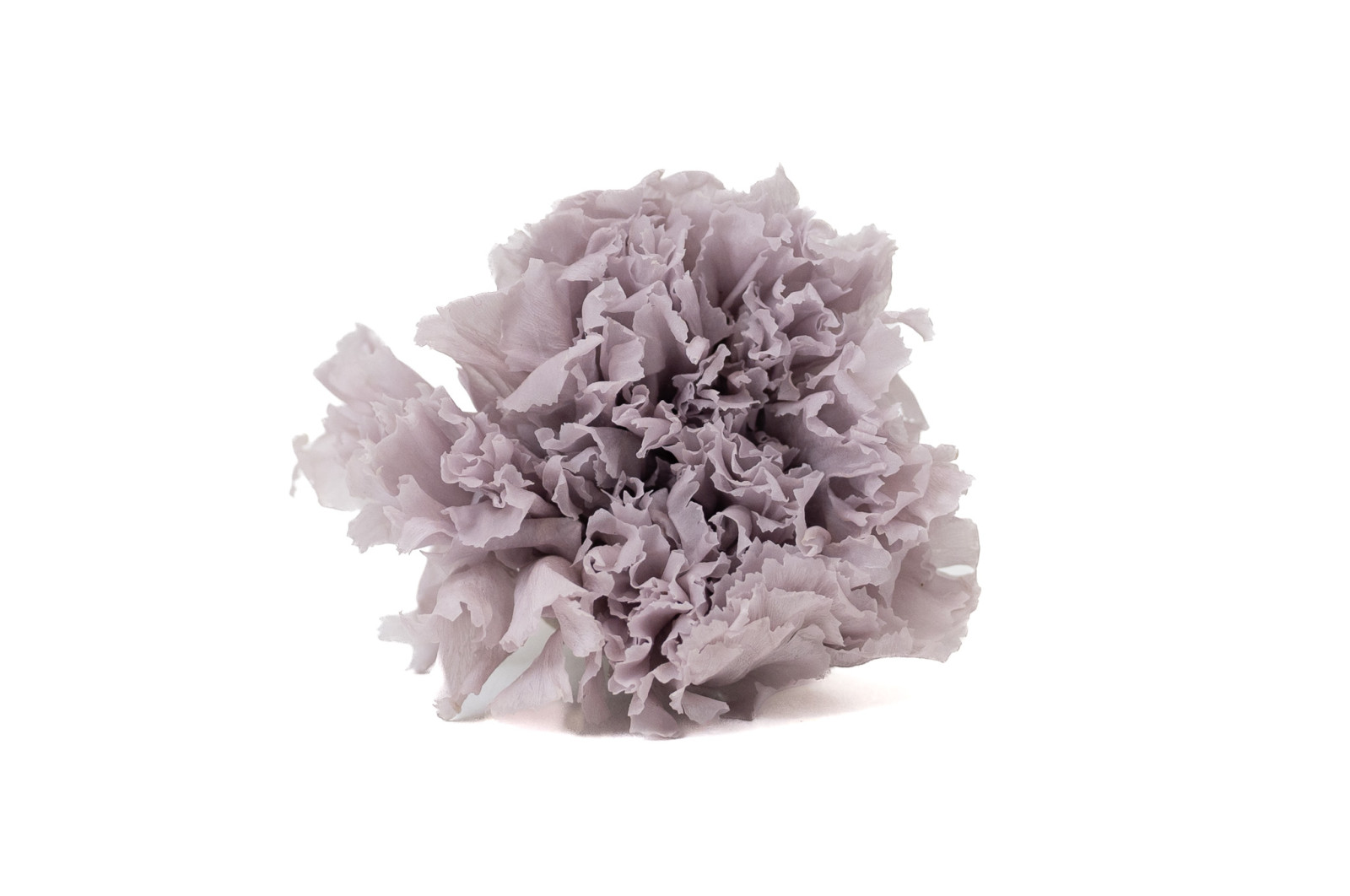 stabilisierte-nelke-14