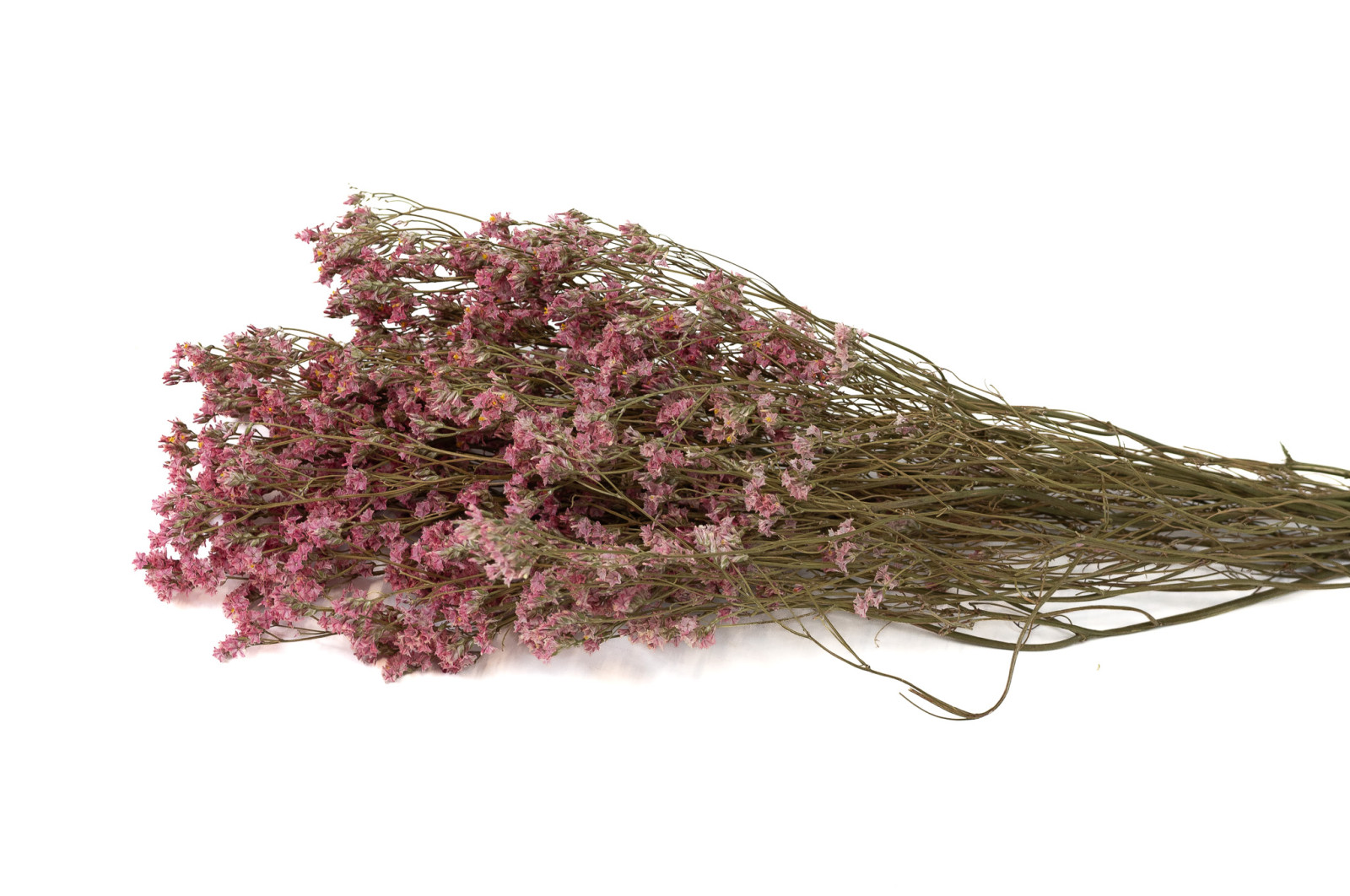 dried-limonium-18