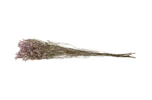 dried-limonium-18.