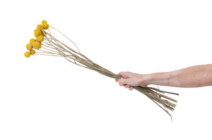 getrocknete-trommelstock-18.