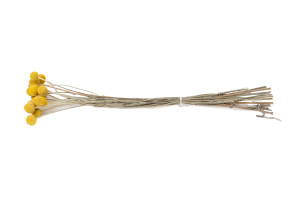 getrocknete-trommelstock-18.