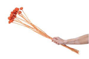 getrocknete-trommelstock-18.