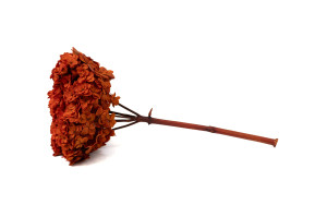 stabilisierte-hortensie-mit-doppelten-bluetenblaettern-19.