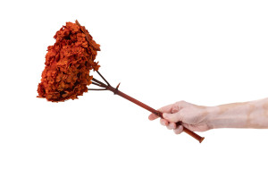 hortensia-double-petale-stabilise-19.