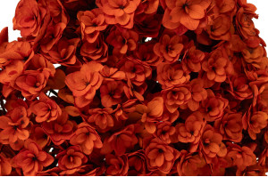 hortensia-double-petale-stabilise-19.