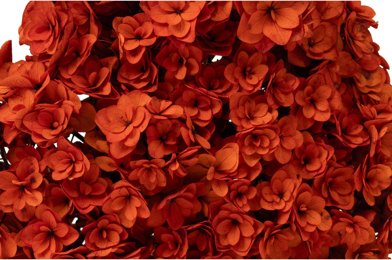 hortensia-double-petale-stabilise-19