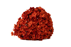 hortensia-double-petale-stabilise-19.