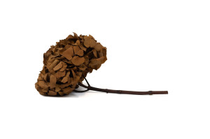 preserved-hydrangea-14.