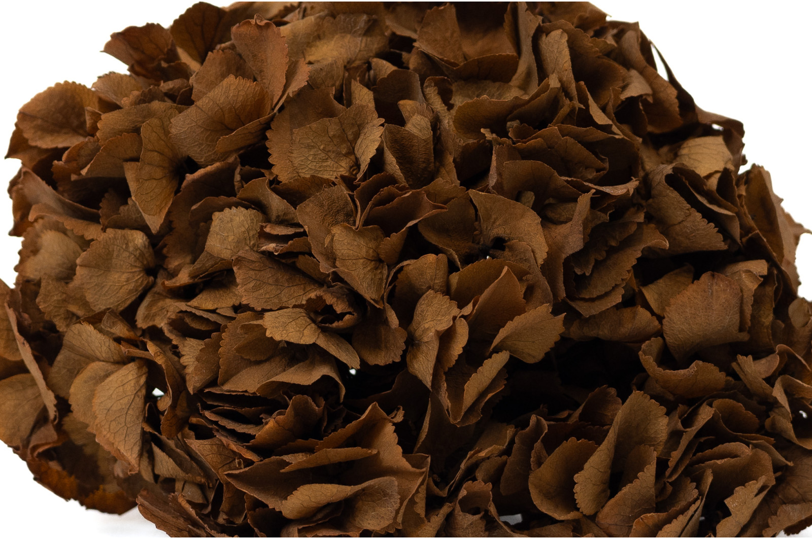 hortensia-stabilise-14