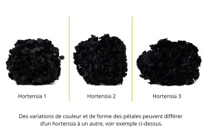 hortensia-stabilise-14.