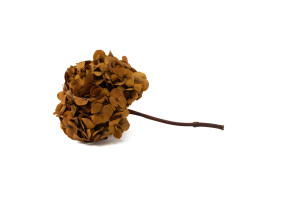 preserved-hydrangea-14.