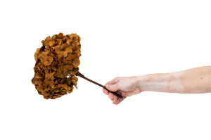 preserved-hydrangea-14.