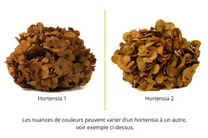 preserved-hydrangea-14.