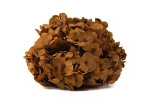 hortensia-stabilise-14.