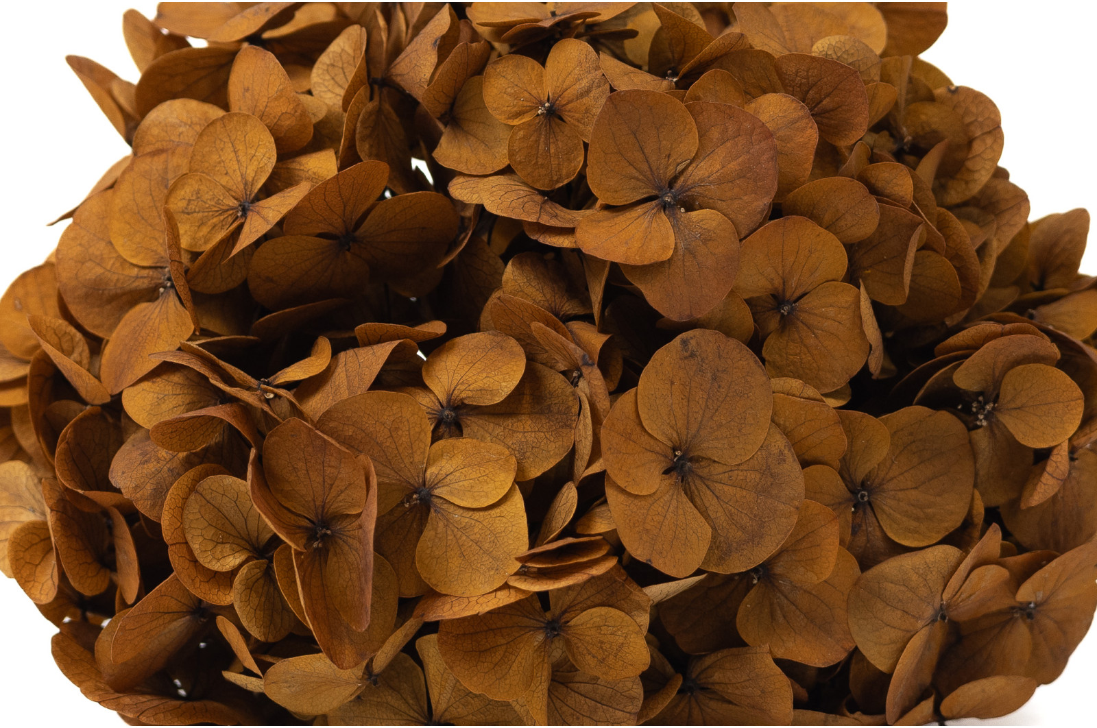 preserved-hydrangea-14