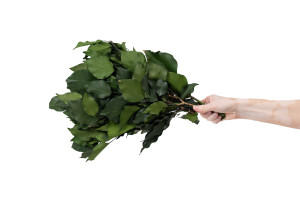 lierre-stabilise-vert-14.