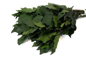 lierre-stabilise-vert-14.