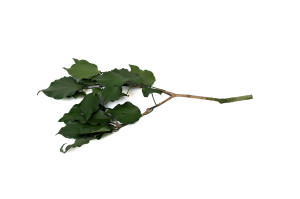 preserved-ivy-green-14.