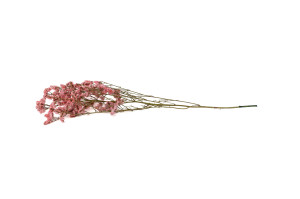 preserved-limonium-14.