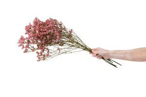 preserved-limonium-14.