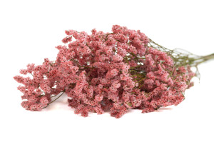 stabilisierter-limonium-14.