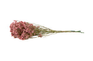 limonium-stabilise-14.