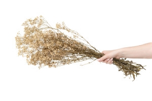 preserved-gypsophila-8.