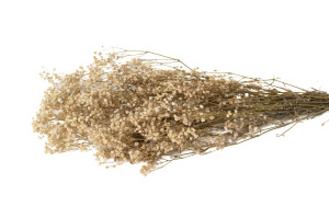 gypsophile-stabilise-8