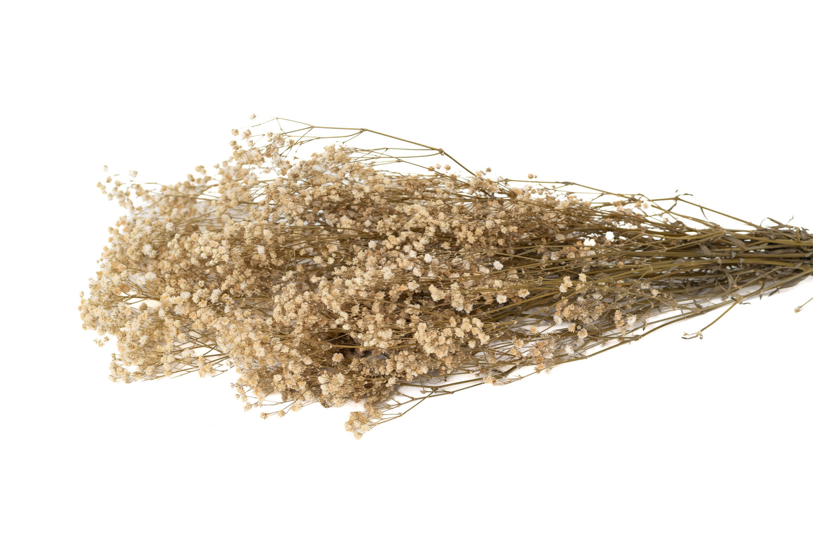 gypsophile-stabilise-8