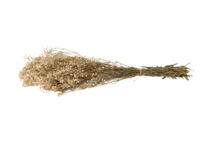 gypsophile-stabilise-8.